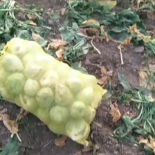 徐闻县基地精品包心芥菜