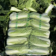 精品白菜大量上市需要的联系我颜色绿质量保证基地直供发全国