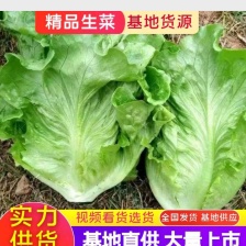 【热卖推荐】江苏新鲜散叶生菜/量大价优/欢迎来电咨询