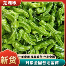 【301辣椒】安徽砀山基地直供 一手货源 质量上乘 全国发货
