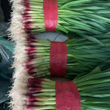 红根沙地蒜苗。无泥土净菜，持之以恒，长期供货。保证质量。