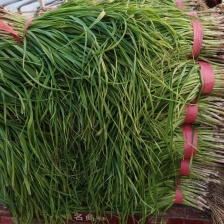 红根沙地蒜苗。无泥土净菜，持之以恒，长期供货。保证质量。