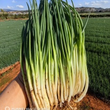 香葱，威远葱，小葱笔杆葱，无蓝粉，基地直供，葱苗，云南葱