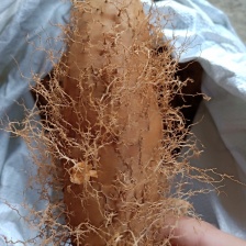 红泥土毛薯 广东毛薯 基地一手货！货源充足！价格实惠