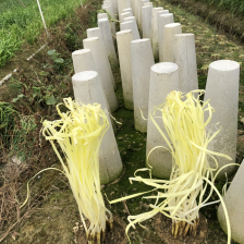 精品韭黄大量上市了