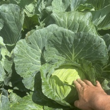 东昊运有机花菜，甘蓝