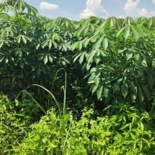 木薯 华南9号 桂热10号，产地直销，货源充足，欢迎选购