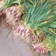 汉中洋县蒜苗，根红，叶绿，味道鲜美粗细场匀价钱适中。。