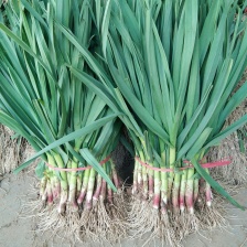 汉中洋县蒜苗，根红，叶绿，味道鲜美粗细场匀价钱适中。。