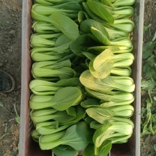 河南广东菜心马上上市