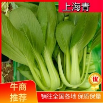 【精品】上海青油菜万亩基地 大量供货 欢迎咨询