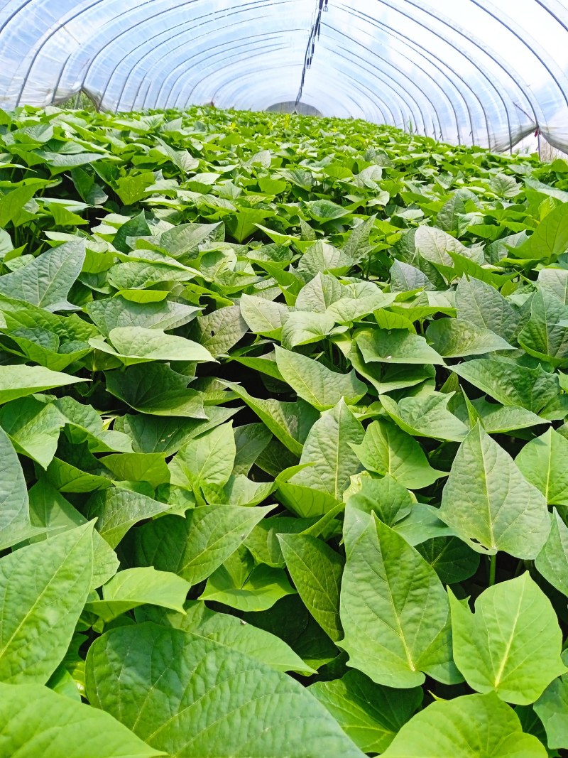 浙江平湖红薯叶