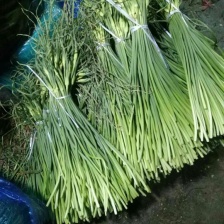 山东冷库蒜薹白帽红帽蒜苔大量出售，货源充足，全国发货，