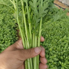 河北邯郸产地直供，精品茼蒿，新鲜直达，品质保证