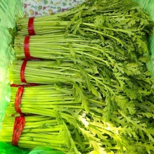 河北邯郸产地直供，精品茼蒿，新鲜直达，品质保证