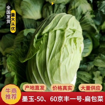【扁甘蓝】墨玉50、60京丰一号河南产地直发代发全国欢迎