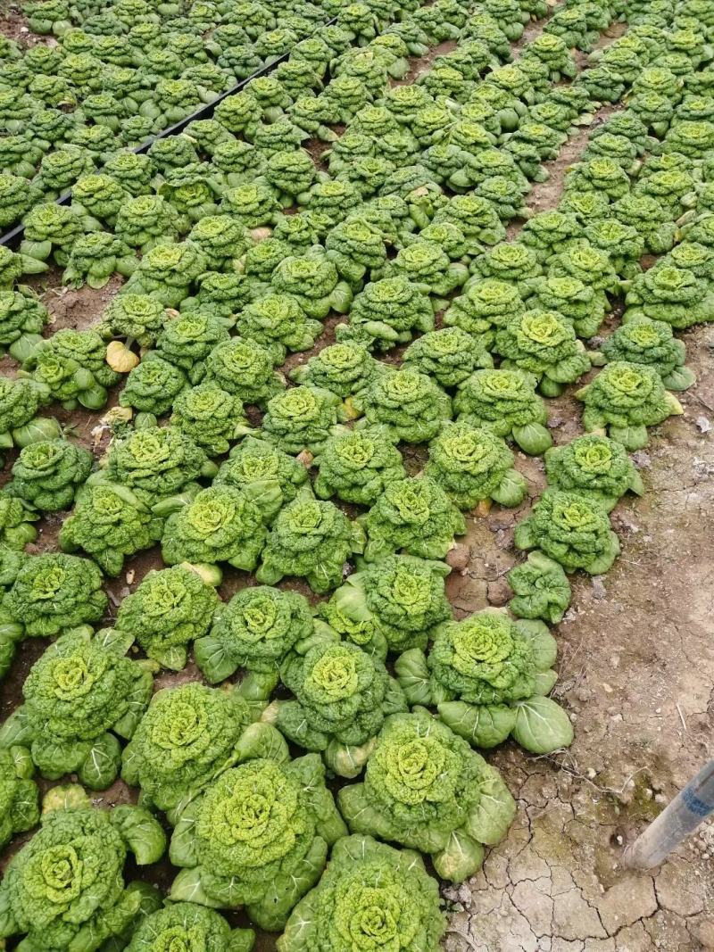 产地直发 黄心菜 黄心乌 菜况包你满意 一手货源