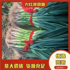 中牟冷棚蒜苗净菜供应。窄叶。页面厚根红叶绿。保证质量