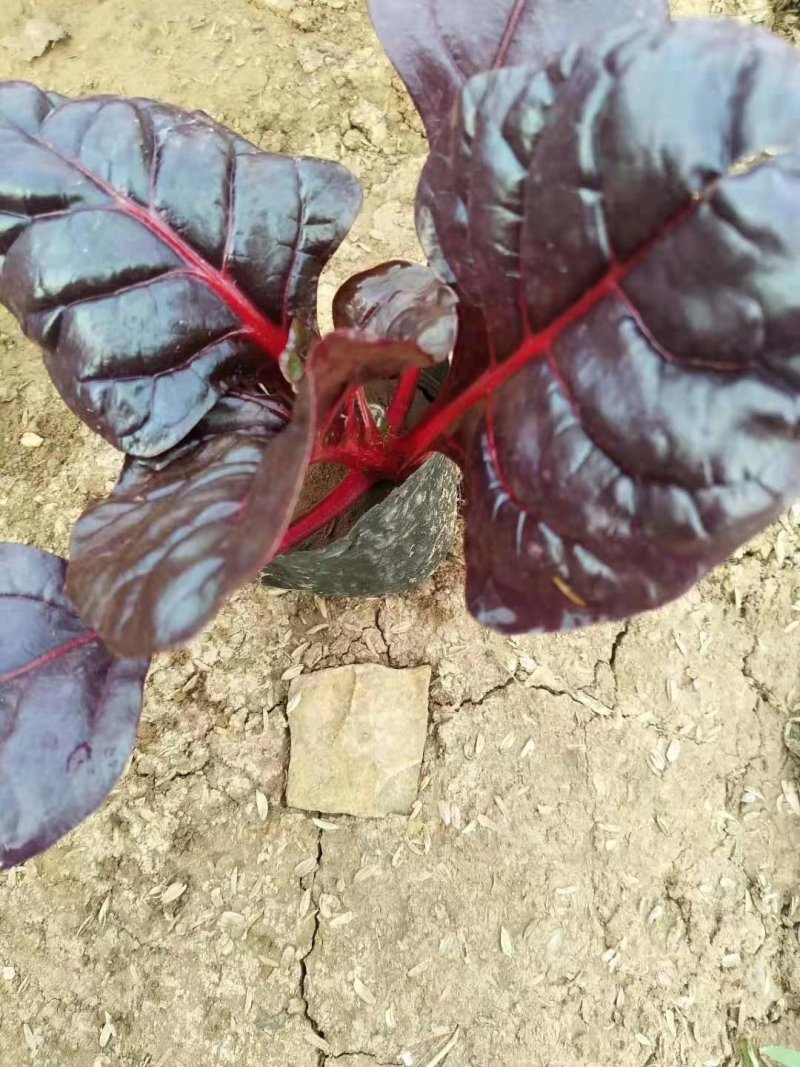 青州市天辰花卉苗木合作社