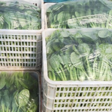 精品青菜，全国发货