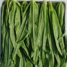 【精品油麦菜】产地直发 质量保证 欢迎来电咨询 全国代发