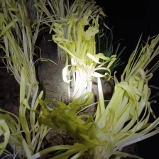 土培新鲜韭菜进出口有机蔬菜韭黄