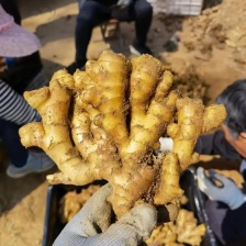 安徽优质窖藏生姜 一手货源 产地直发 保证质量 全国发货