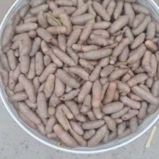 推荐麻山药豆量大价优运输便利品质保障长期供货欢迎联系