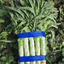 莴笋河北邯郸精品青皮莴笋，产地直发，量大从优，欢迎