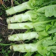 莴笋河北邯郸精品青皮莴笋，产地直发，量大从优，欢迎