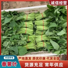 绿惠农业果蔬批发合作社