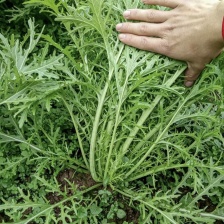 腌制花叶雪里红 基地直销 量大质优价优 一手货源欢迎咨询采购