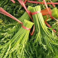 优质茼蒿菜 潍坊茼蒿菜产地一手货源，小工齐全现割现装车