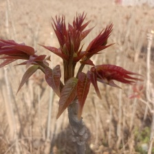 河北省秦皇岛红油香椿二茬大量上市了，