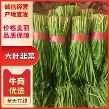 万亩基地韭菜欢迎各位大佬联系