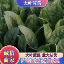 河南周口西华大棚菠菜 大叶菠菜 新鲜菠菜 产地直供 品质好