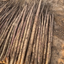 临漳铁棍山药，大量现货，价格不高，欢迎各位老板咨询采购