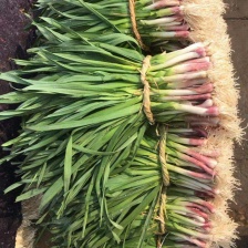 红根蒜苗 四季蒜苗 产地看货论价 支持视频看货 打款发货