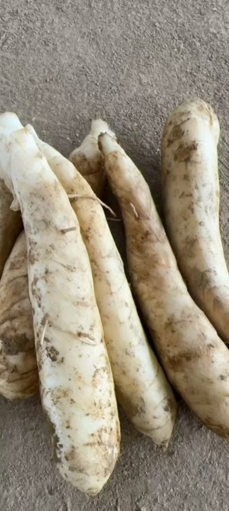 竹薯，也叫冬笋薯