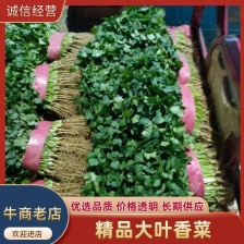 铁杆青香菜 聊城中叶香菜 万亩大棚种植 实力代收代发全国