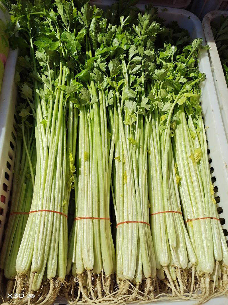 【芹菜】精品香芹 常年供应 一手货源 供应各大市场 电商