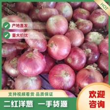 山东洋葱 紫皮洋葱货量充足规格齐全产地直发 对接批发市场