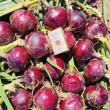 紫皮洋葱大量上市可供超市，电商产地质发，发往全国各地