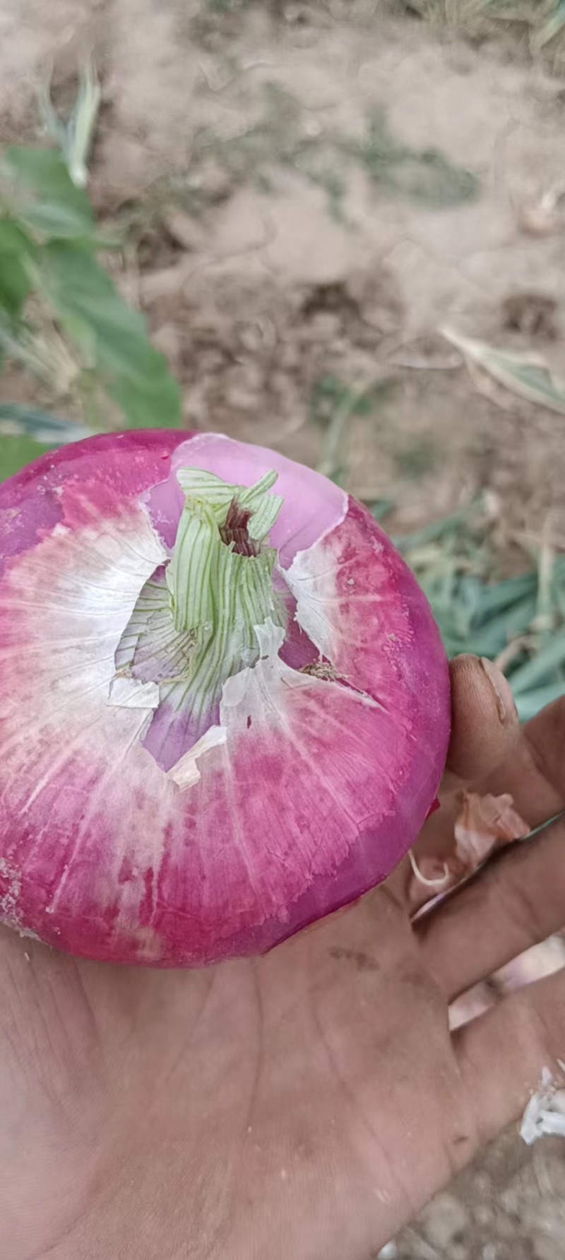 紫皮洋葱大量上市可供超市，电商产地质发，发往全国各地