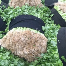 平度马家沟芹菜大量有货