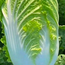 黄心大白菜大量上市500亩基地一手货源