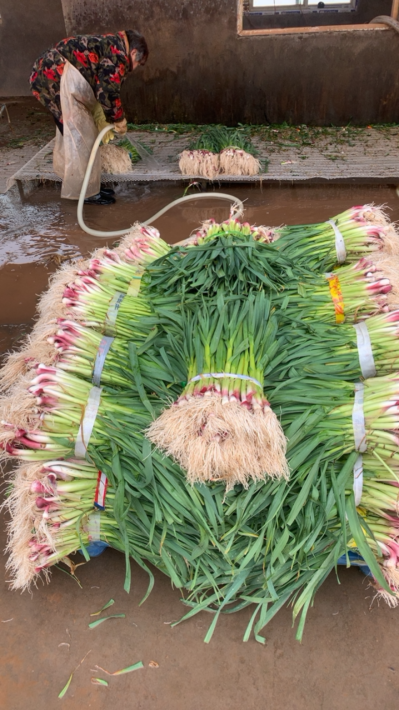 湖北红根蒜苗，新鲜现挖 可分拣 可配货欢迎来电咨询
