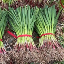 湖北红根蒜苗，新鲜现挖 可分拣 可配货欢迎来电咨询
