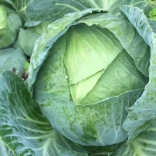 莲花白 产地看货论价 保质保量 欢迎订购 支持视频看货