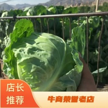 莲花白 产地看货论价 保质保量 欢迎订购 支持视频看货